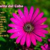 Diseño de ficha de producto. Fotografias de naturaleza. HAcemos la fotografia y diseñamos el contenido. Fotografias de la naturalñeza
